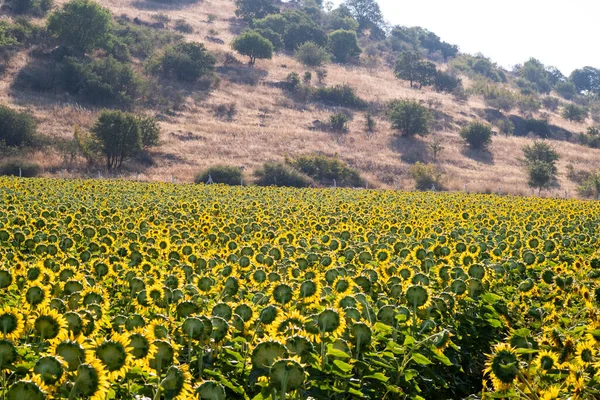 Landschaft Ansicht Eines Sonnenblumenfeldes — Stockfoto