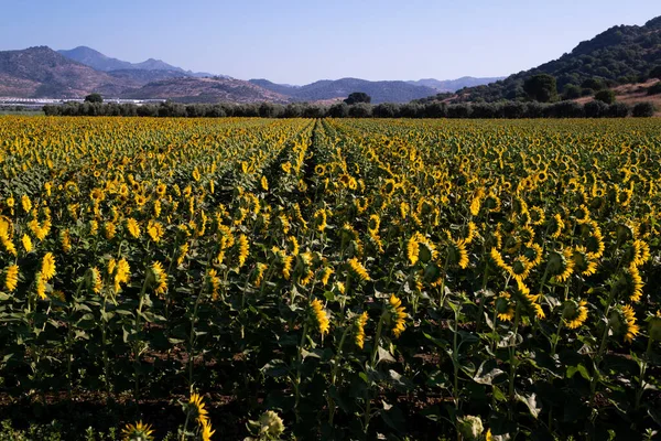 Landschaft Ansicht Eines Sonnenblumenfeldes — Stockfoto