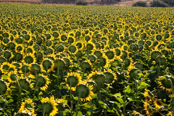 Muster Wie Landschaft Ansicht Eines Sonnenblumenfeldes — Stockfoto