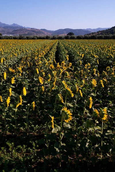 Vista Verticale Campo Girasole — Foto Stock