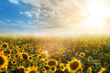 Bir ayçiçeği tarlasının manzara görüntüsü.