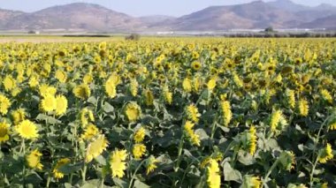 Bir ayçiçeği tarlası manzarasının kamera eğimli görüntüsü.