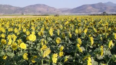 Kamera arkası hareketli bir ayçiçeği tarlası görüntüsü.