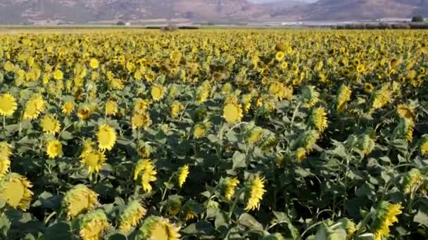 Footage Sunflower Field Landscape View Camera Tilt Movement — Stock Video