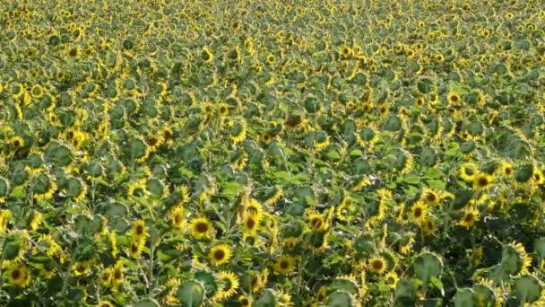 Filmagem Uma Paisagem Campo Girassol Vista Com Movimento Pan Câmera — Vídeo de Stock