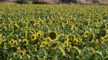 Kamera arkası hareketli bir ayçiçeği tarlası görüntüsü.