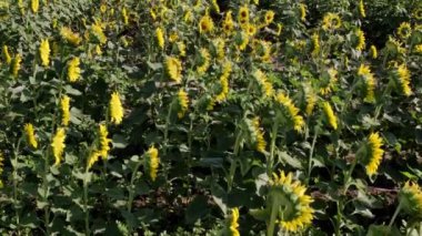 Bir ayçiçeği tarlası manzarasının kamera eğimli görüntüsü.