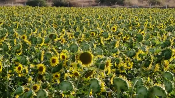 ひまわり畑の風景をカメラパンで撮影 — ストック動画