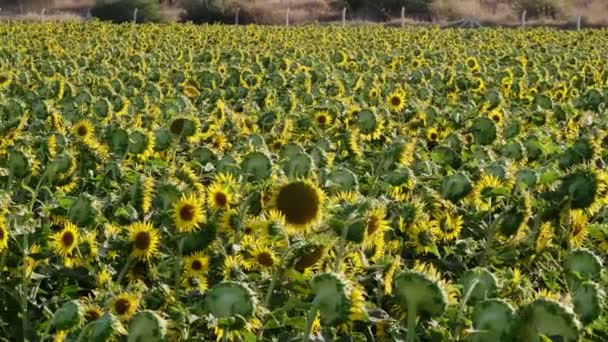 Filmación Una Vista Del Paisaje Del Campo Girasol Con Movimiento — Vídeo de stock