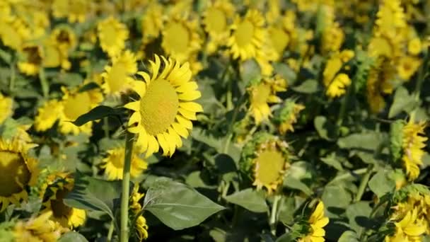 Close Footage Sunflower Sunflower Farm Pedestal Camera Movement — Stock Video