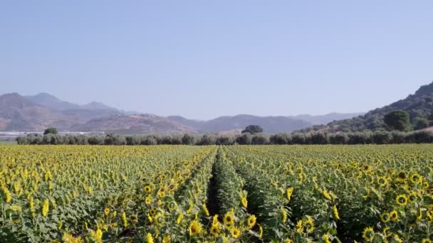 Filmación Una Vista Del Paisaje Del Campo Girasol Con Movimiento — Vídeos de Stock