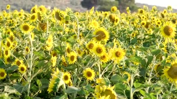 Footage Sunflower Field Landscape View Camera Pan Movement — Stock Video