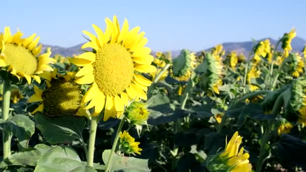 Close Footage Sunflower Sunflower Field — Stock Video