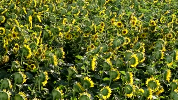 Footage of a Sunflower field landscape view with a camera pan movement.