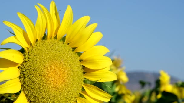 Close Footage Sunflower Sunflower Farm Pedestal Camera Movement — Stock Video