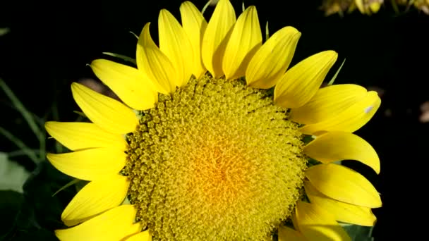 Close up footage of a sunflower in the sunflower farm with a pedestal camera movement.