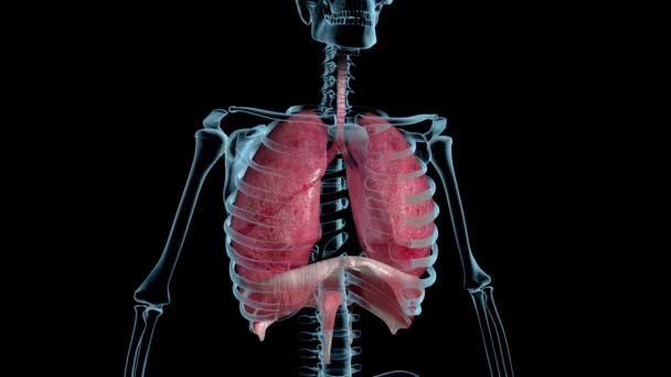 Este Vídeo Loop Mostra Respiração Pulmonar Raio — Vídeo de Stock