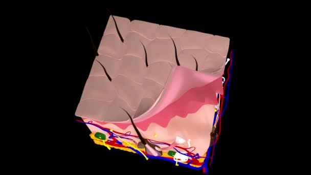Відео Показує Анатомію Шкіри Людини — стокове відео