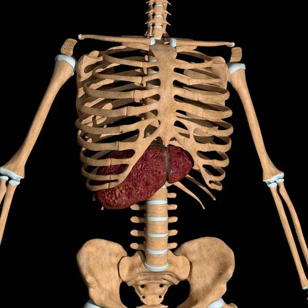 This is a 3d illustration of the  frontal view of the human liver position in skeleton