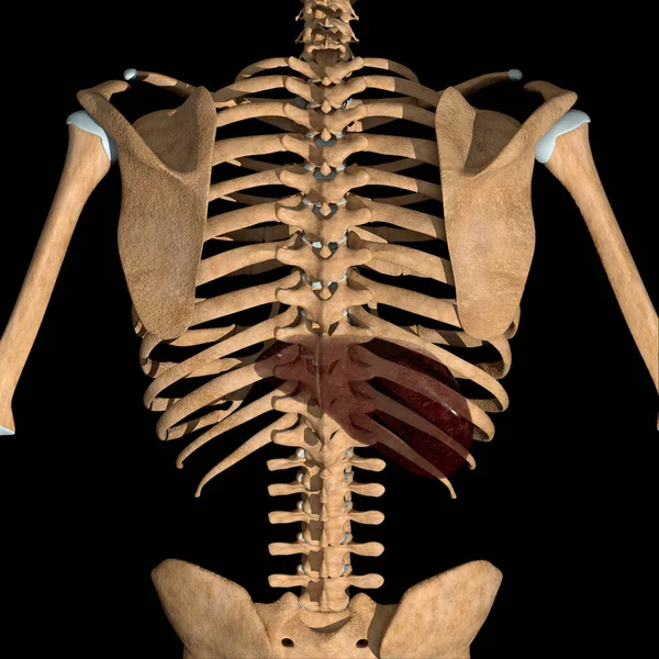 Illustration Back View Human Liver Position Skeleton — Stock Photo, Image