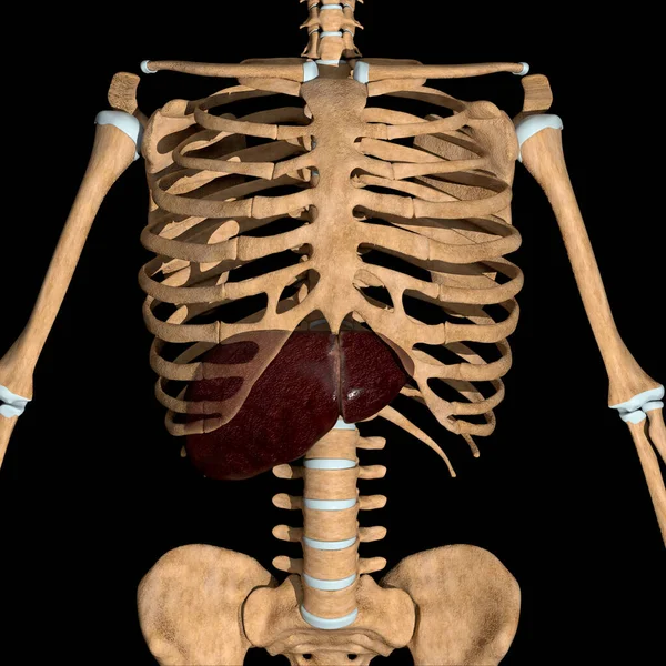 This is a 3d illustration of the  frontal view of the human liver position in skeleton