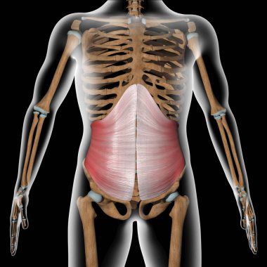 Bu 3D çizim, x-ray gövdesindeki enine karın kaslarını gösteriyor.