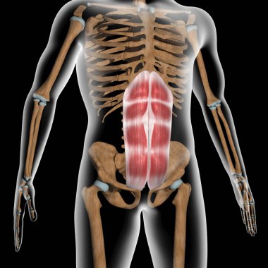 Bu 3D çizim, rektus abdominis kaslarının röntgen üzerinde olduğunu gösteriyor.