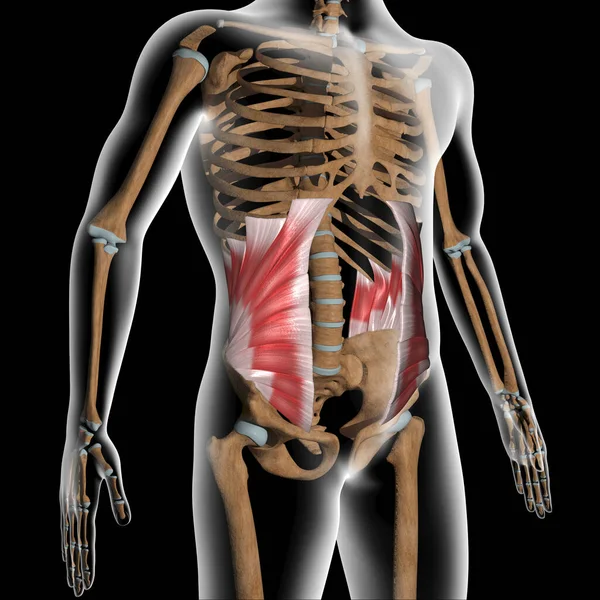 Illustration Shows Abdominal Internal Oblique Muscles Xray Body — Stock Photo, Image