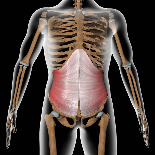 Această Ilustrație Arată Mușchii Abdominali Transversali Corpul Radiografie — Fotografie, imagine de stoc