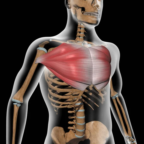 この3Dイラストは X線ボディ上のPectoralisの主要な筋肉を示しています — ストック写真