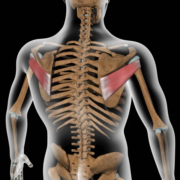 这图3D显示的是X光体上的梭下肌肉 — 图库照片