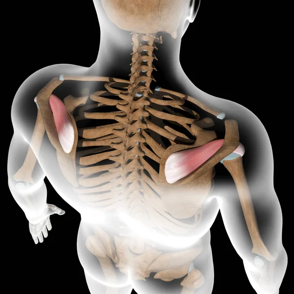 Illustration Shows Supraspinatus Muscles Xray Body — Stock Photo, Image