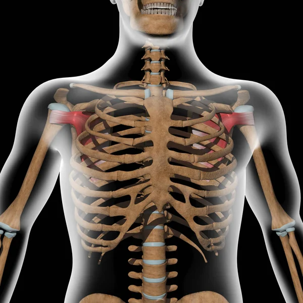 Denna Illustration Visar Subscapularis Musklerna Röntgenkroppen — Stockfoto