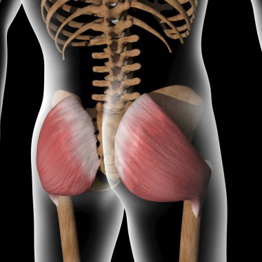 Bu 3D çizim x-ray gövdesindeki gluteus maximus kaslarını gösteriyor