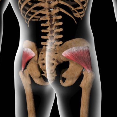Bu 3D çizim, xray gövdesindeki gluteus minimus kaslarını gösteriyor