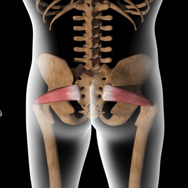 Bu 3D illüstrasyon x-ray gövdesindeki piriforis kaslarını gösteriyor.