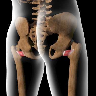Bu 3D illüstrasyon x-ray gövdesindeki kuadratus lumborum kaslarını gösteriyor