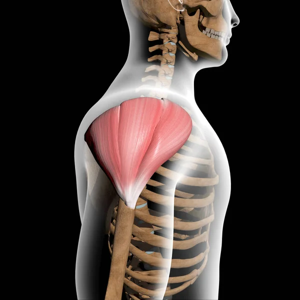 Deze Illustratie Toont Het Zijaanzicht Van Deltaspier Spieren Röntgenlichaam — Stockfoto