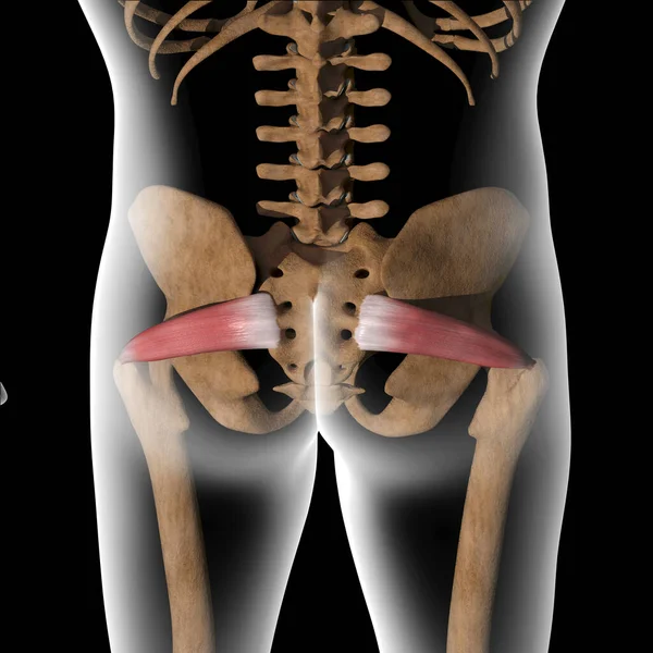 그림은 Xray 몸체에 근육을 줍니다 — 스톡 사진