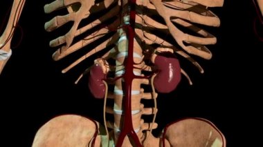 Bu 3D tıbbi video iskelet üzerinde insan böbreklerinin anatomik konumunu gösteriyor.