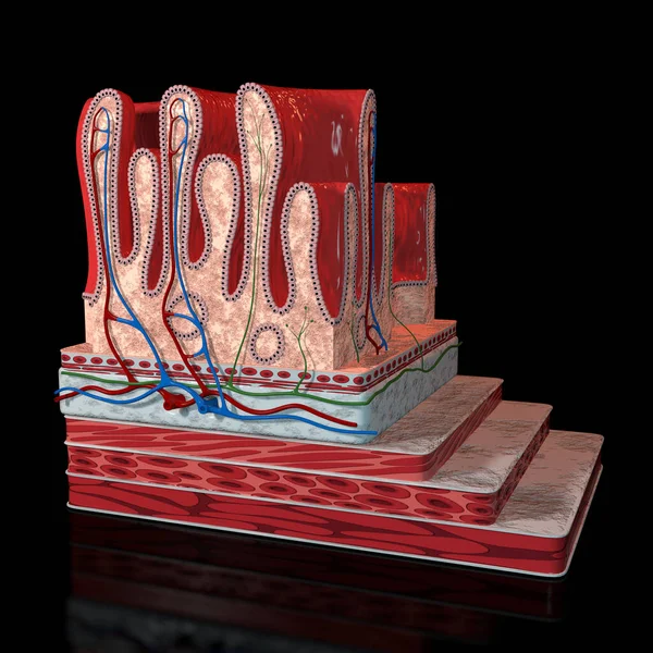 この3Dイラストは横方向に人間の胃の内部層を示しています — ストック写真