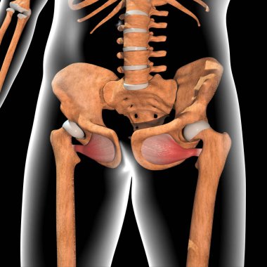 Bu 3D illüstrasyon, röntgen gövdesindeki obturator dış kaslarını gösteriyor