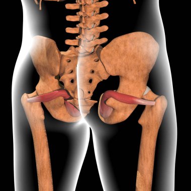 Bu 3D çizim, röntgendeki obturator internus kaslarını gösteriyor.