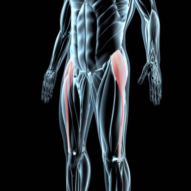 Bu 3D çizim, xray kas yapısındaki tensör fasiae latae kaslarının görüntüsünü gösterir.