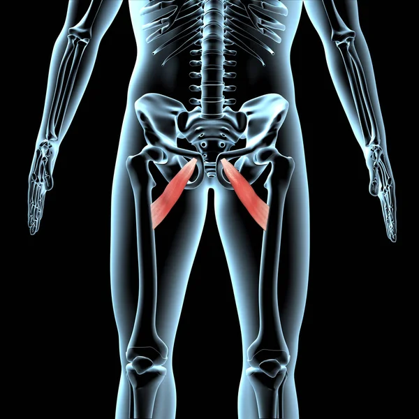 Ilustracja Pokazuje Anatomiczną Pozycję Mięśni Adduktora Brevisa Ciele Rentgena — Zdjęcie stockowe