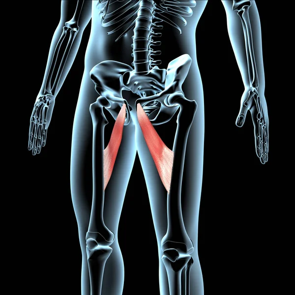 Denna Illustration Visar Adduktorn Longus Muskler Anatomisk Position Röntgenkroppen — Stockfoto