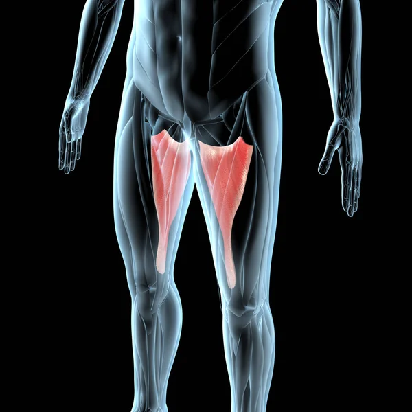 Deze Illustratie Toont Een Beeld Van Adductor Magnus Spieren Röntgenspieren — Stockfoto