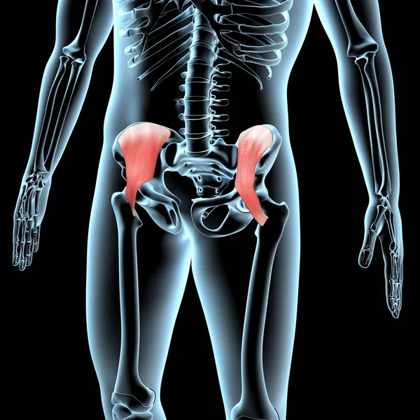 Этой Трехмерной Иллюстрации Показано Анатомическое Положение Подвздошной Мышцы Теле Рентгенолога — стоковое фото