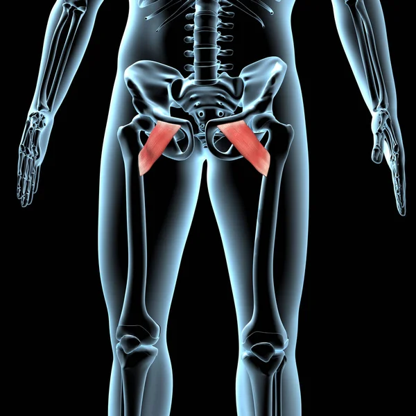 This 3d illustration shows the pectineus muscles anatomical position on xray body