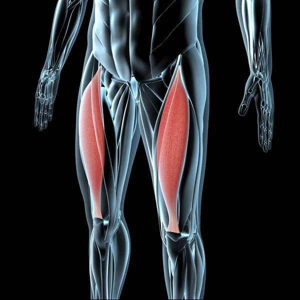 Diese Abbildung Zeigt Eine Ansicht Der Geraden Femoris Muskulatur Auf — Stockfoto